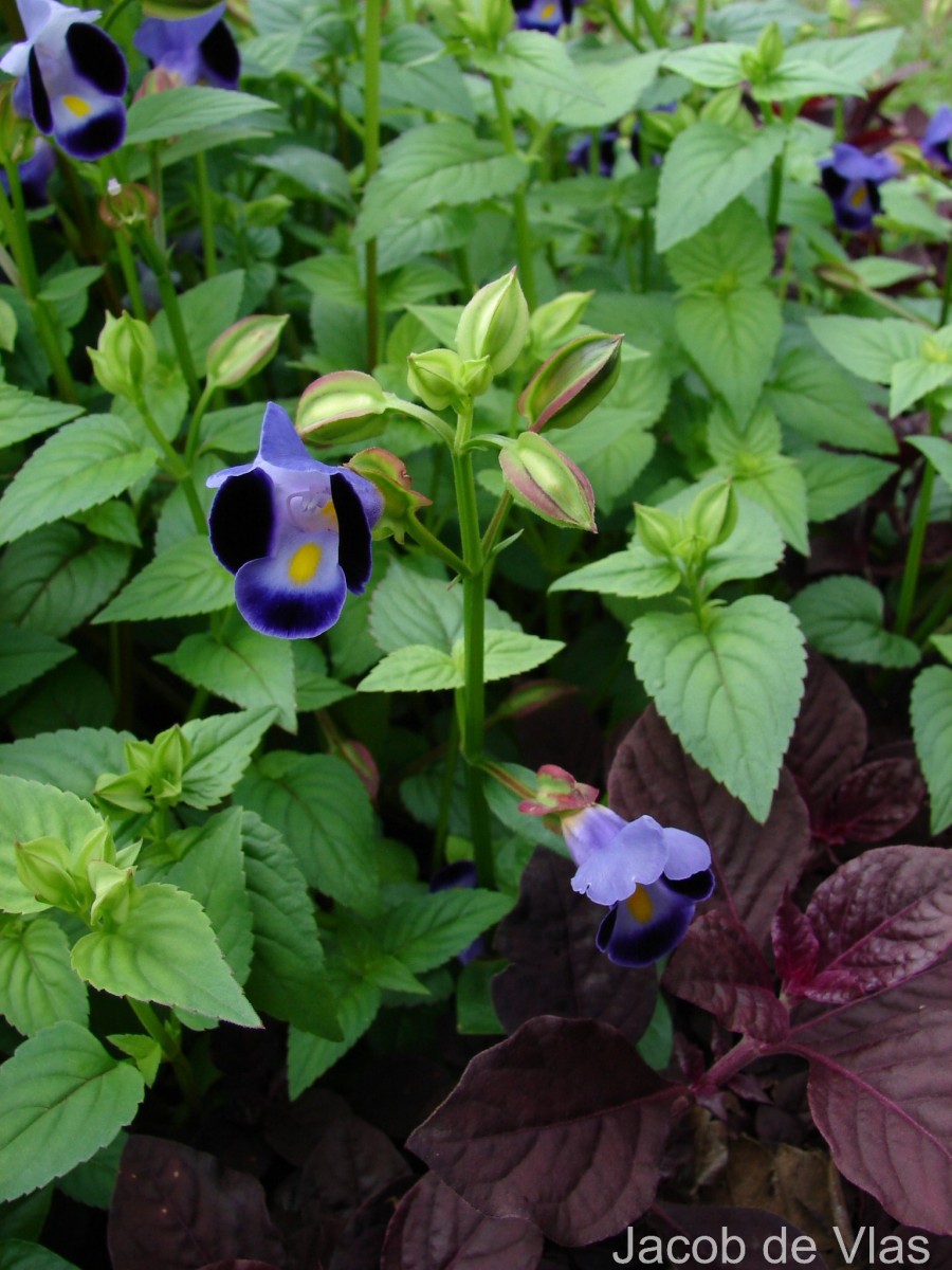 Torenia fournieri Linden ex E.Fourn.